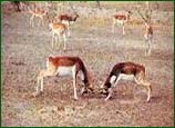 Gajner Wildlife Sanctuary, Bikaner